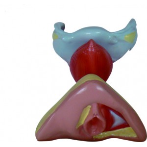 http://yuantech.de/371-670-thickbox/ya-u041a-female-genital-organ-model.jpg