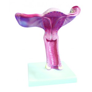 http://yuantech.de/374-672-thickbox/ya-u043a-uterus-model.jpg