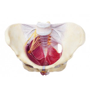 http://yuantech.de/379-676-thickbox/ya-u051b-female-pelvis-with-muscles-and-nerves.jpg