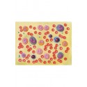 YA/C013 Human Blood Cells