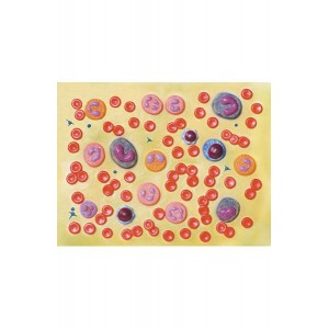 http://yuantech.de/405-698-thickbox/ya-c013-human-blood-cells.jpg