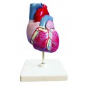 YA/C022 Life Size Heart Model 2 Parts Style A