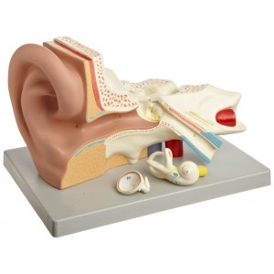 http://yuantech.de/426-483-thickbox/ya-s011c-enlarged-ear-model-3-parts.jpg