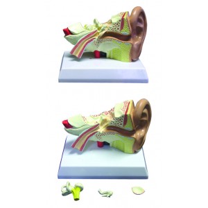 http://yuantech.de/427-711-thickbox/ya-s012-enlarged-ear-model-4-parts.jpg