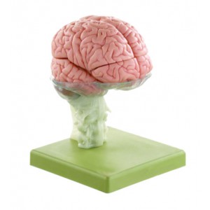 http://yuantech.de/456-734-thickbox/ya-n025-functional-brain-15-parts.jpg