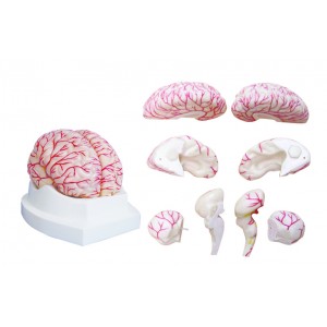 http://yuantech.de/457-735-thickbox/ya-n026-brain-with-arteries.jpg