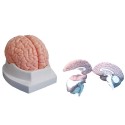 YA/N027 Brain Model