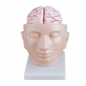 http://yuantech.de/460-518-thickbox/ya-n028a-head-with-brain-8-parts.jpg