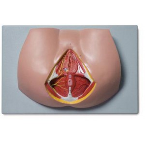 http://yuantech.de/467-742-thickbox/ya-h016-male-perineum.jpg