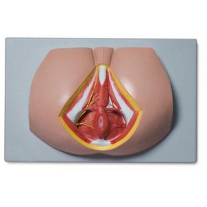 http://yuantech.de/468-743-thickbox/ya-h016a-female-perineum.jpg