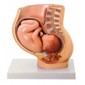 YA/HB051 Pregnancy Pelvis with Mature Fetus