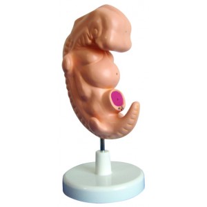 http://yuantech.de/489-759-thickbox/ya-hb053-embryo.jpg