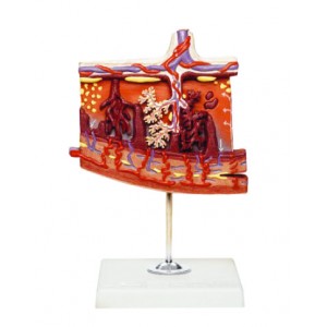 http://yuantech.de/491-761-thickbox/ya-hb055-enlarged-model-of-placenta.jpg