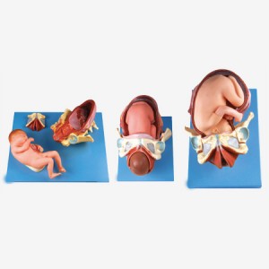 http://yuantech.de/492-573-thickbox/ya-hb056-demonstration-model-of-childbirth.jpg