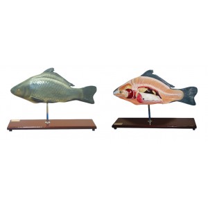 http://yuantech.de/501-771-thickbox/ya-b023-fish-anatomy-model.jpg