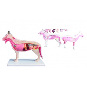 http://yuantech.de/503-773-thickbox/ya-b026-dog-anatomy-model.jpg