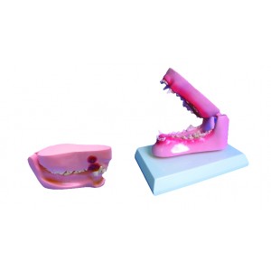 http://yuantech.de/508-778-thickbox/ya-b026e-dog-teeth-model.jpg