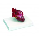 YA/B026G Dog Heart Model