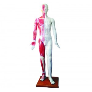 http://yuantech.de/526-796-thickbox/ya-a011-deluxe-acupuncture-model-178cm.jpg