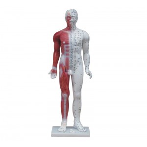 http://yuantech.de/527-797-thickbox/ya-a012-deluxe-acupuncture-model-84cm.jpg