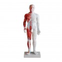 YA/A015 Acupuncture & Muscle Model 60CM Male