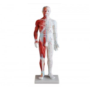 http://yuantech.de/530-801-thickbox/ya-a015-acupuncture-muscle-model-60cm-male.jpg