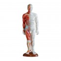 YA/A016 Acupuncture & Muscle Model 55CM Male