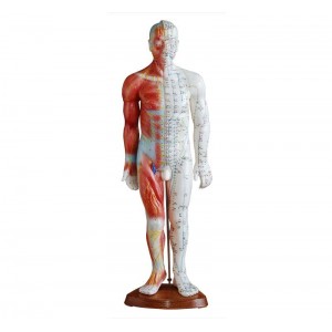 http://yuantech.de/531-802-thickbox/ya-a016-acupuncture-muscle-model-55cm-male.jpg