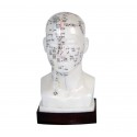 YA/A021 Head Acupuncture Model