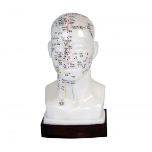 http://yuantech.de/536-807-thickbox/ya-a021-head-acupuncture-model.jpg