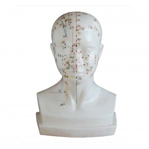 http://yuantech.de/537-808-thickbox/ya-a021a-life-size-head-acupuncture-model.jpg