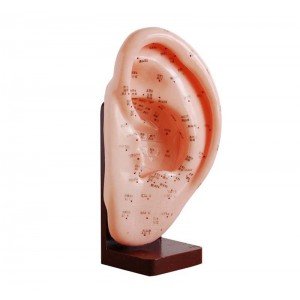 http://yuantech.de/538-809-thickbox/ya-a022-ear-acupuncture-model-22cm.jpg