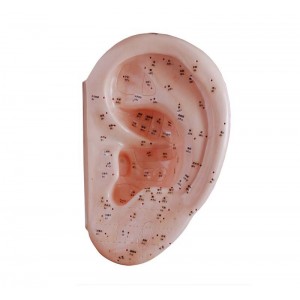 http://yuantech.de/541-812-thickbox/ya-a022c-ear-acupuncture-model-40cm.jpg