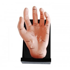 http://yuantech.de/545-816-thickbox/ya-a025-hand-model-illustrating-organs-on-the-points.jpg