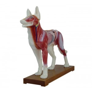http://yuantech.de/549-820-thickbox/ya-a031-dog-acupuncture-model.jpg