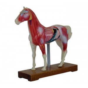 http://yuantech.de/550-821-thickbox/ya-a032-horse-acupuncture-model.jpg