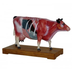 http://yuantech.de/551-822-thickbox/ya-a033-cattle-acupuncture-model.jpg