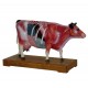 YA/A033 Cattle Acupuncture Model