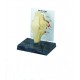 YA/P015E Knee Joint with Ligaments