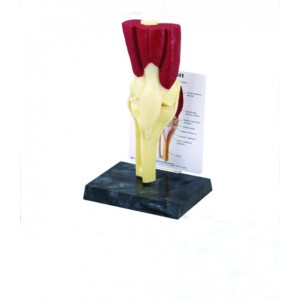 http://yuantech.de/564-835-thickbox/ya-p015f-knee-joint-with-muscles-and-ligaments.jpg