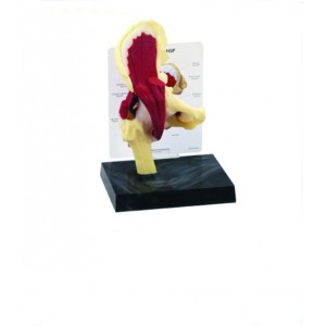 http://yuantech.de/578-849-thickbox/ya-p022a-hip-joint-with-muscles-and-ligaments.jpg