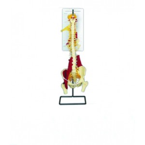 http://yuantech.de/585-856-thickbox/ya-p025-multi-functional-vertebrae-model.jpg