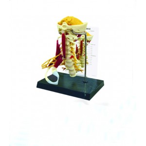 http://yuantech.de/586-857-thickbox/ya-p026-senior-cervical-vertebrae-with-muscles.jpg