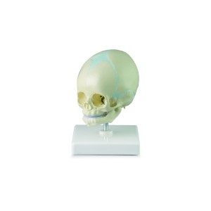 http://yuantech.de/630-903-thickbox/fetus-skull-model-with-stand.jpg