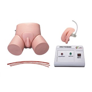 http://yuantech.de/67-125-thickbox/un-d-electronic-urethral-catheterization-and-enema-model.jpg